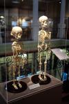 Esqueleto de crianças Museu de La Plata