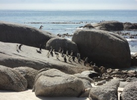 Pinguins  - Cidade do Cabo